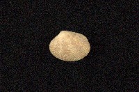 藏品(小眼花簾蛤)的圖片